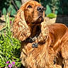 attentive, close_up, cocker_spaniel, collar, dog, dog_tag, flowers, fur, garden, golden_brown, grass, long_ears, nose, outdoor, paws, pet, portrait, shallow_depth_of_field, sunlight, whiskers