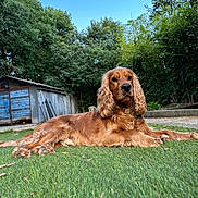 Shadow participe au concours pour gagner de l'argent avec cette photo : dog, golden_retriever, cocker_spaniel, grass, lawn, outdoor, backyard, trees, shed, blue_sky, pet, canine, fur, collar, animal, nature, resting, relaxed, summer, daylight