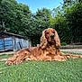 dog, golden_retriever, cocker_spaniel, grass, lawn, outdoor, backyard, trees, shed, blue_sky, pet, canine, fur, collar, animal, nature, resting, relaxed, summer, daylight