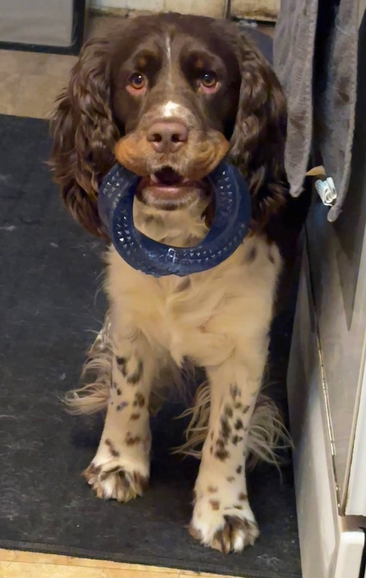 Butterfinger is registered to the contest to win money with this photo: accessories, animal, canine, cockerspaniel, dog, hound, papillon, pet, pointer, policedog, puppy, snout