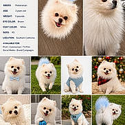 Chacho is registered to the contest to win money with this photo: dog, pomeranian, fluffy, white_fur, small_dog, pet, portrait, photo_collage, pet_model, cute, adorable, sitting, standing, smiling, tongue_out, outdoor, indoor, grass, christmas, red_scarf