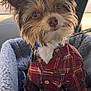 Max is registered to the contest to win money with this photo: dog, pet, plaid_shirt, cozy_bed, car_interior, fluffy_fur, big_ears, curious, alert, seated, closeup, natural_light, brown_fur, white_fur, collar, leash, texture, portrait, cute, indoor
