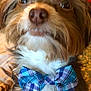 dog, bow_tie, close_up, fluffy, pet, animal, cute, brown, white_fur, plaid, accessory, indoor, portrait, face, eyes, nose, whiskers, fur, collar, domestic_animal