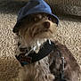 Max is registered to the contest to win money with this photo: dog, pet, hat, blue_hat, leash, harness, carpet, indoor, small_dog, fur, animal, cute, sitting, looking_away, accessory, collar, domestic_animal, brown_fur, black_harness, floor