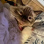 Socks is registered to the contest to win money with this photo: cat, fluffy, relaxed, indoor, close_up, pet, animal, feline, whiskers, brown, cream, eyes, nose, fur, pillow, pattern, wood_floor, collar, domestic_cat, cute
