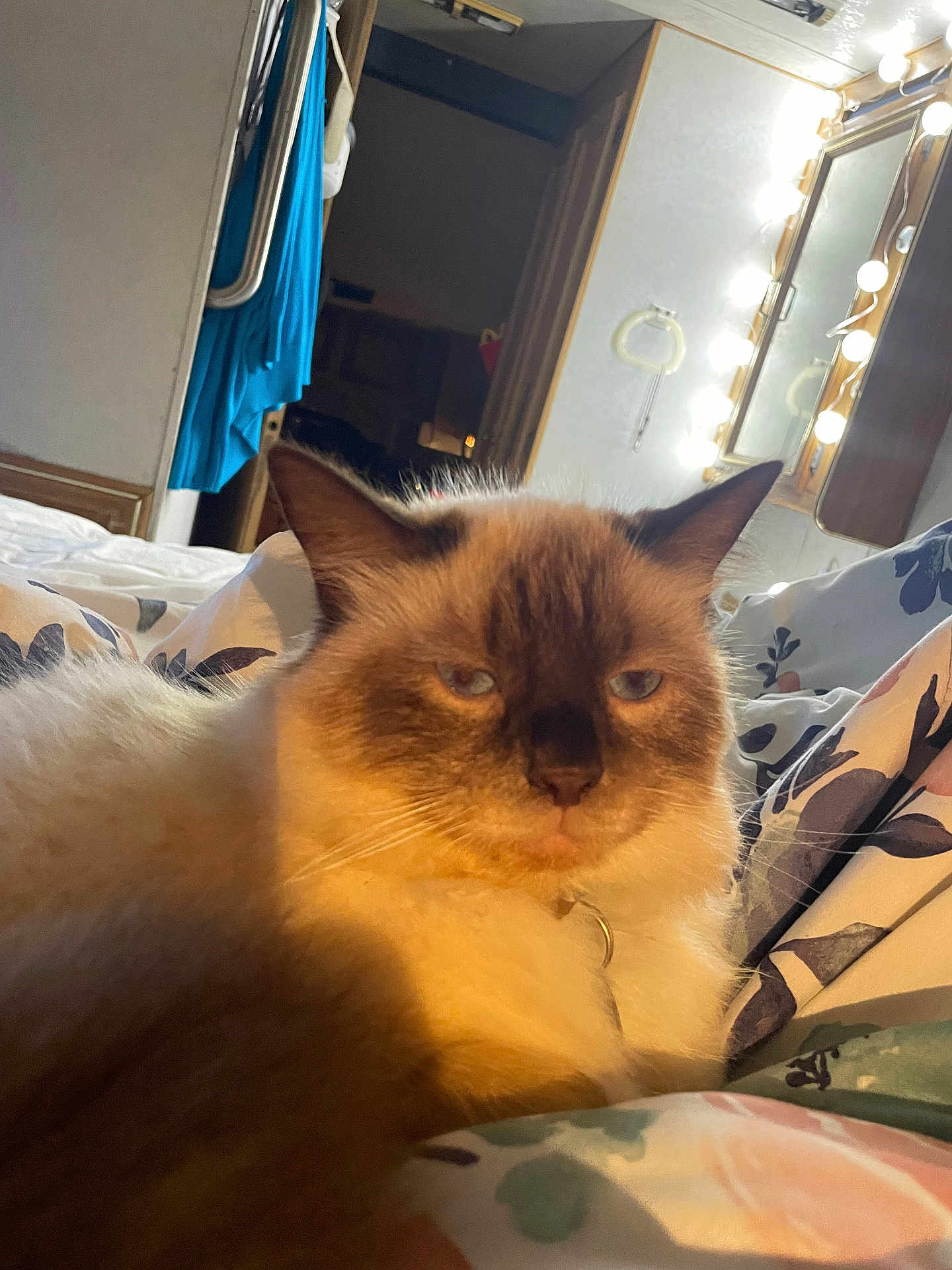 Socks joined the competition — help win amazing prizes! cat, fluffy, bed, blanket, indoor, mirror, lightbulbs, fabric, fur, animal, pet, resting, cozy, room, door, clothing, furniture, closeup, portrait, domestic