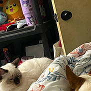 Socks is registered to the contest to win money with this photo: cat, dog_ear, bed, blanket, floral_pattern, plush_toys, gaming_controller, shelf, door, door_knob, indoor, cozy, relaxed, white_cat, stuffed_animal, toy, animal, pet, furniture, home