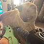 Socks is registered to the contest to win money with this photo: cat, couch, remote_control, footwear, crocs, leather, indoor, window, sunlight, person, relaxation, living_room, furniture, pet, animal, casual, home, daylight, legs, comfort