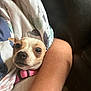 Sammy is registered to the contest to win money with this photo: dog, small_dog, blanket, pink_collar, pet, indoor, cozy, resting, closeup, fur, animal, cute, comfort, couch, human_arm, expression, face, snuggle, domestic_animal, relaxation