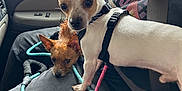 Sammy is registered to the contest to win money with this photo: dog, small_dog, pet, car_interior, person, leash, seatbelt, phone, lap, ear, window, clothing, resting, curious, brown_dog, white_dog, seat, hand, casual, indoor