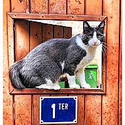 Number One a rejoint le concours — aidez-le/la à gagner de superbes lots ! cat, gray_cat, white_cat, wooden_door, window_cutout, blue_plaque, outdoor, animal, pet, door, planks, green_bins, curious, alert, feline, portrait, closeup, texture, rustic, framed