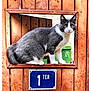 cat, gray_cat, white_cat, wooden_door, window_cutout, blue_plaque, outdoor, animal, pet, door, planks, green_bins, curious, alert, feline, portrait, closeup, texture, rustic, framed