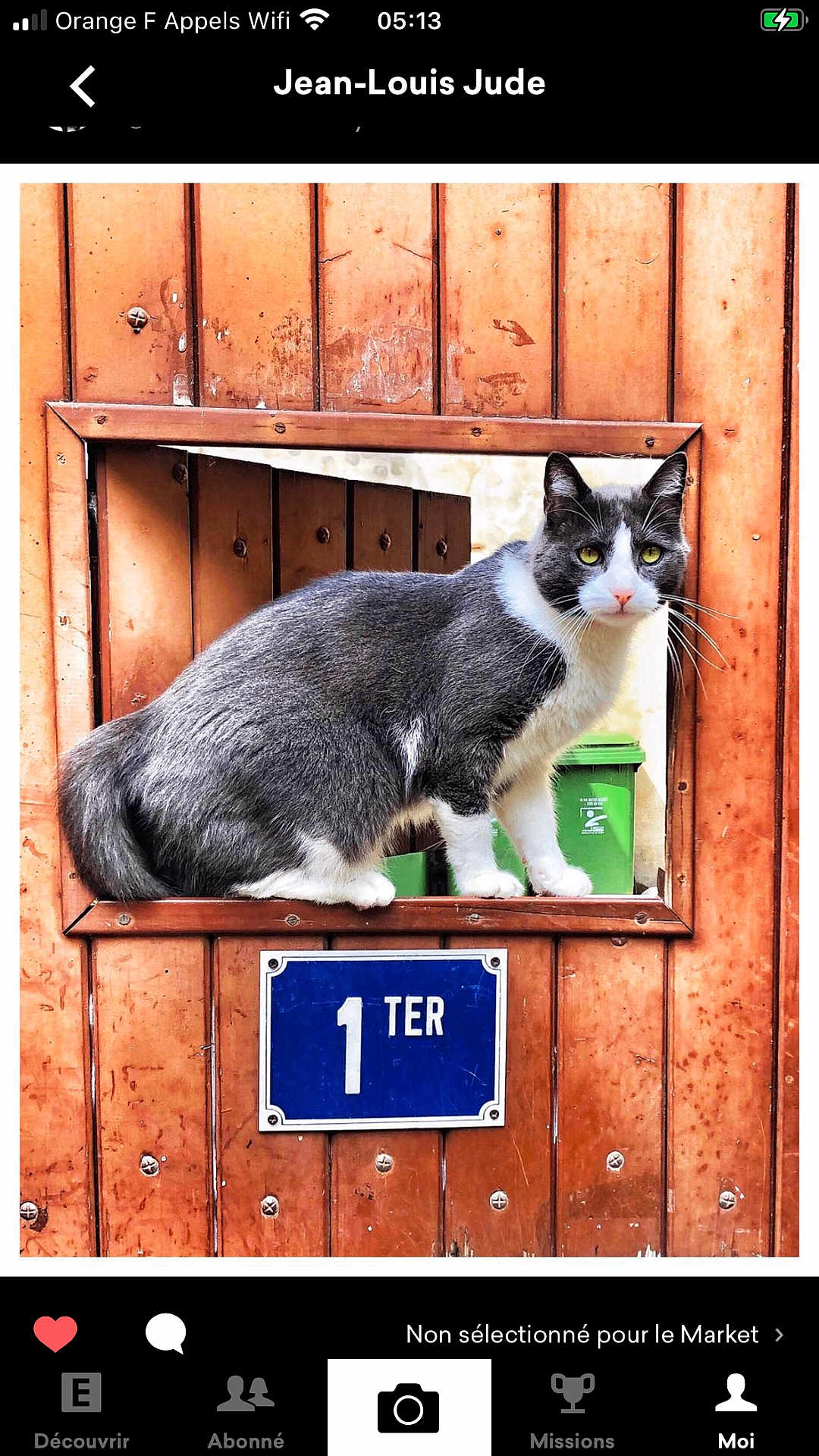 Number One a rejoint le concours — aidez-le/la à gagner de superbes lots ! cat, gray_cat, white_cat, wooden_door, window_cutout, blue_plaque, outdoor, animal, pet, door, planks, green_bins, curious, alert, feline, portrait, closeup, texture, rustic, framed