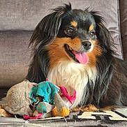 Tayga a rejoint le concours — aidez-le/la à gagner de superbes lots ! animal, black_coat, canine, carpet, cheerful, companion, couch, cute, dog, fluffy, fur, happy, indoor, pet, playful, relaxed, stuffed_animal, tan_markings, tongue_out, toy