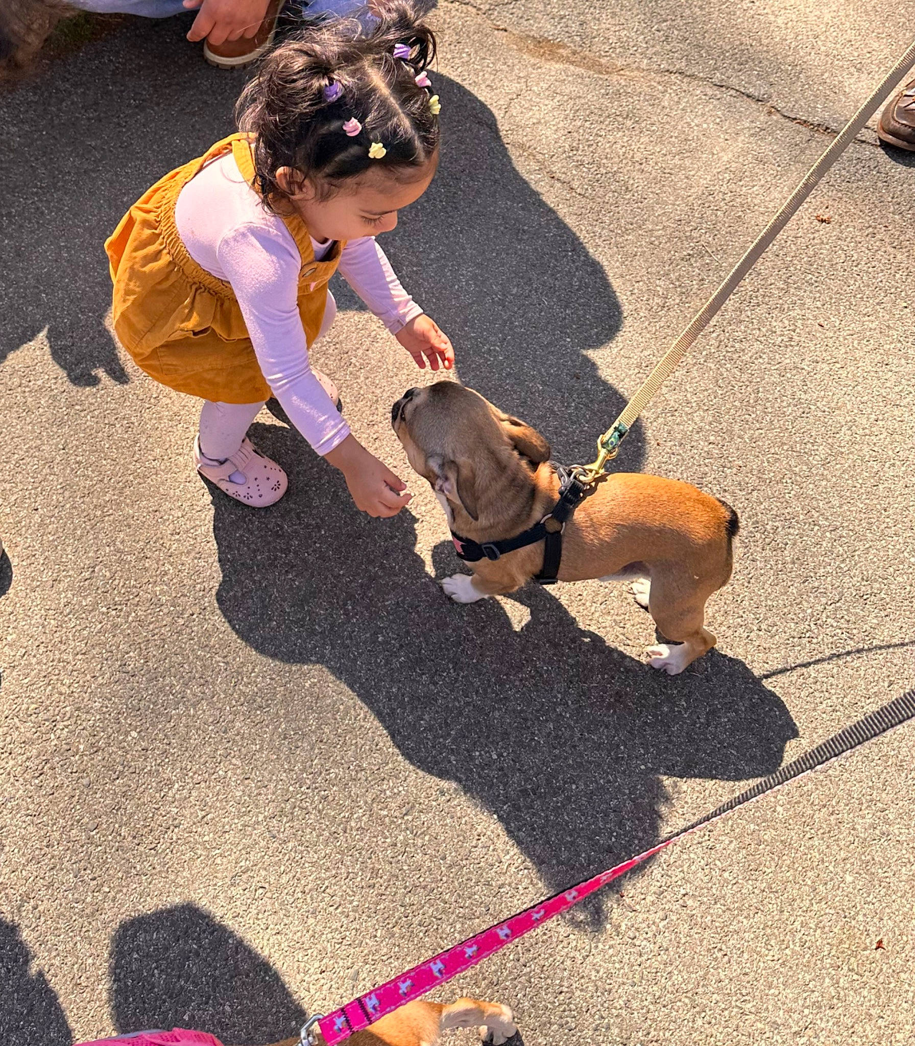 Elsa joined the competition — help win amazing prizes! asphalt, canidae, carnivore, child, companion_dog, dog, dog_breed, fashion_accessory, fawn, flooring, fun, hat, leash, leisure, person, road_surface, shadow, sidewalk, sporting_group, tail