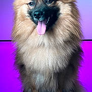 Woody a rejoint le concours — aidez-le/la à gagner de superbes lots ! dog, fluffy, happy, tongue_out, pet, portrait, studio, purple_background, blue_background, sitting, smiling, furry, cute, animal, canine, closeup, indoor, paw, face, fuzzy