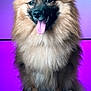dog, fluffy, happy, tongue_out, pet, portrait, studio, purple_background, blue_background, sitting, smiling, furry, cute, animal, canine, closeup, indoor, paw, face, fuzzy
