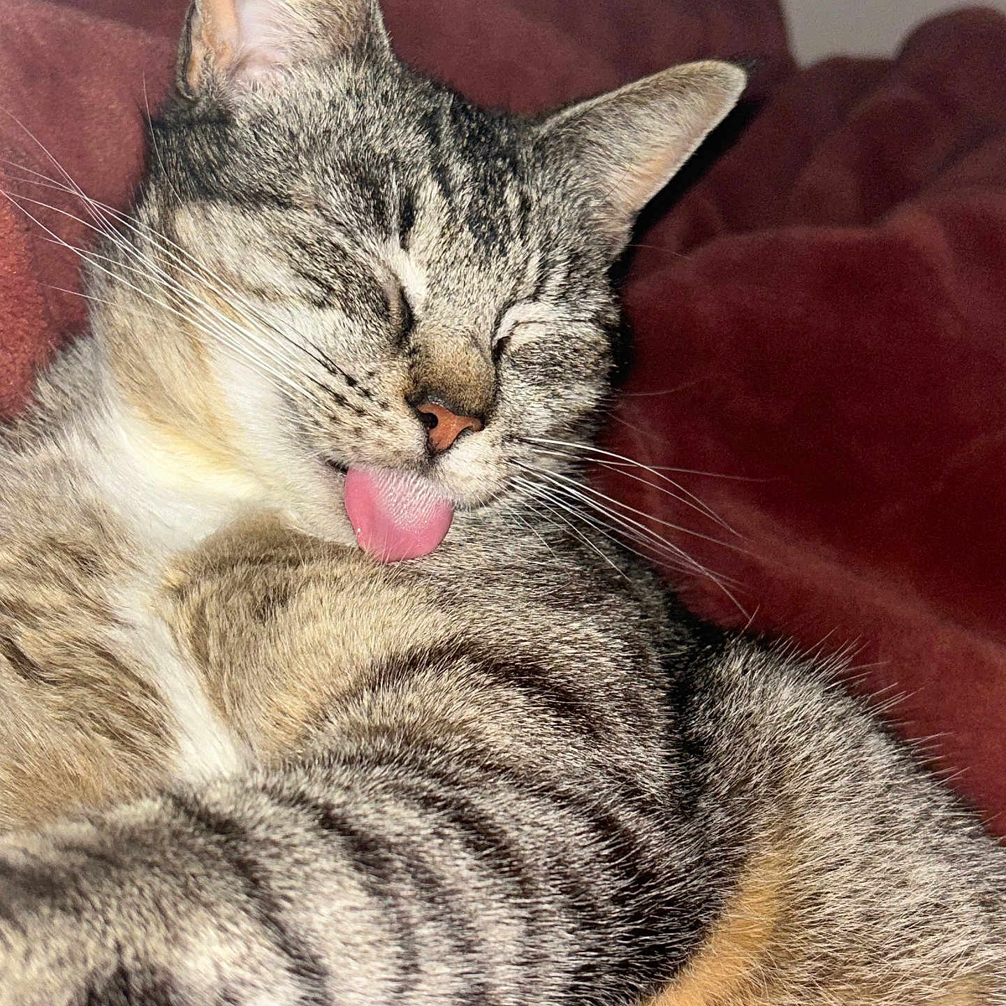 Origami joined the competition — help win amazing prizes! abyssinian, animal, bodypart, cat, couch, cushion, face, furniture, head, homedecor, kitten, manx, mouth, person, pet, photography, portrait, sleeping, teeth, tongue