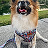 Princess Wolfe is registered to the contest to win money with this photo: dog, small_dog, floral_harness, leash, happy, tongue_out, sitting, outdoor, pond, greenery, trees, concrete_path, pet, animal, canine, nature, daylight, fur, ears_up, smiling