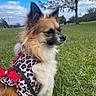 Princess Wolfe joined the competition — help win amazing prizes! dog, leash, harness, bow, grass, park, outdoor, blue_sky, tree, clouds, pet, canine, fur, animal, side_view, nature, sunny, daytime, cute, small_dog
