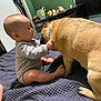 baby, child, dog, pet, bed, blanket, room, green_wall, dresser, toy, collar, clothing, indoor, cute, interaction, friendship, floor, skin, furniture, comfort