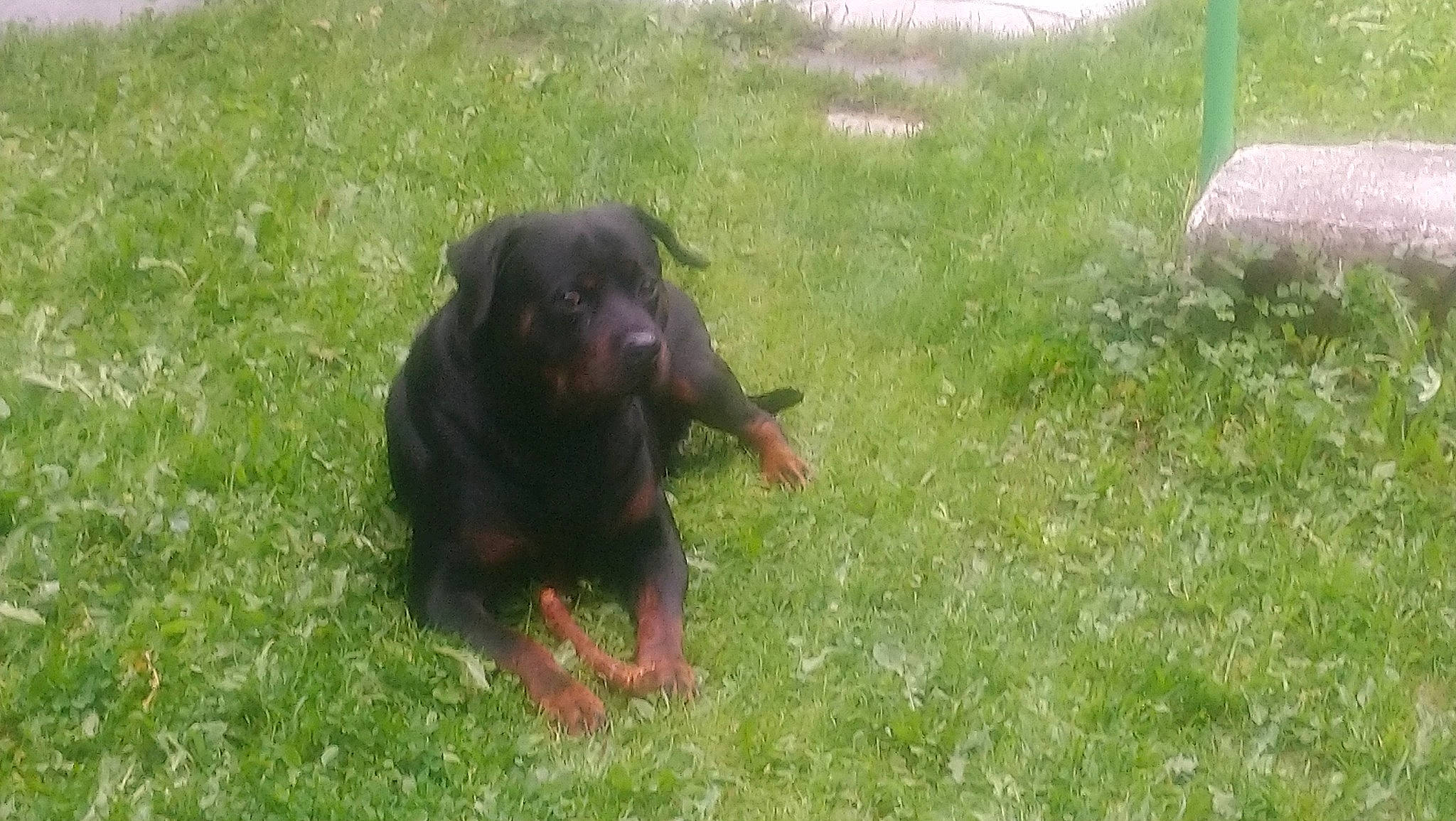 Jack a rejoint le concours — aidez-le/la à gagner de superbes lots ! canidae, carnivore, companion_dog, dog, dog_breed, grass, grassland, groundcover, guard_dog, hunting_dog, liver, plant, snout, sporting_group, tail, terrestrial_animal, working_animal, working_dog