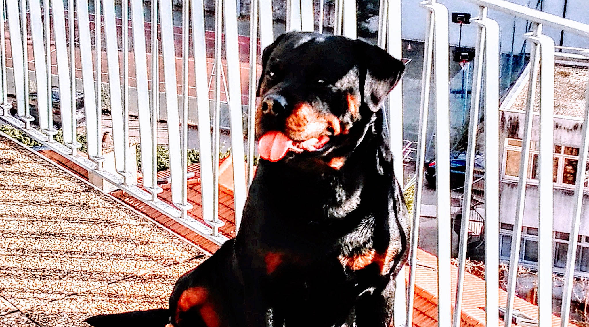 Jack a rejoint le concours — aidez-le/la à gagner de superbes lots ! canidae, carnivore, collar, companion_dog, dog, dog_breed, dog_collar, dog_supply, fang, fence, fur, guard_dog, hunting_dog, non_sporting_group, pet_supply, snout, sporting_group, window, working_animal, working_dog