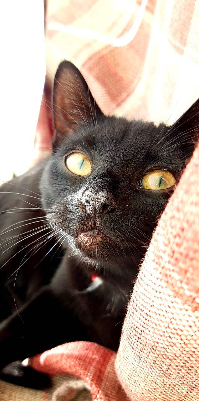 Bea joined the competition — help win amazing prizes! asian, black_cat, bombay, burmese, carnivore, cat, domestic_short_haired_cat, felidae, havana_brown, mammal, oriental_shorthair, small_to_medium_sized_cats, snout, vertebrate, whiskers