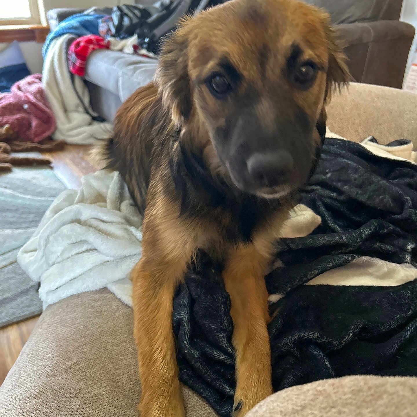 Nova is registered to the contest to win money with this photo: animal, architecture, armchair, blanket, building, canine, chair, couch, cushion, dog, furniture, goldenretriever, homedecor, hound, indoors, linen, livingroom, pet, puppy, room