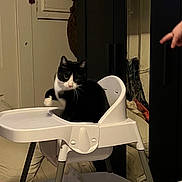 Tuxxy joined the competition — help win amazing prizes! animal, background, bedroom, black_wardrobe, cat, clothing, cozy, curious_cat, domestic, furniture, hand, high_chair, home, indoor, pet, pointing, seated, soft_lighting, tuxedo_cat, white_chair