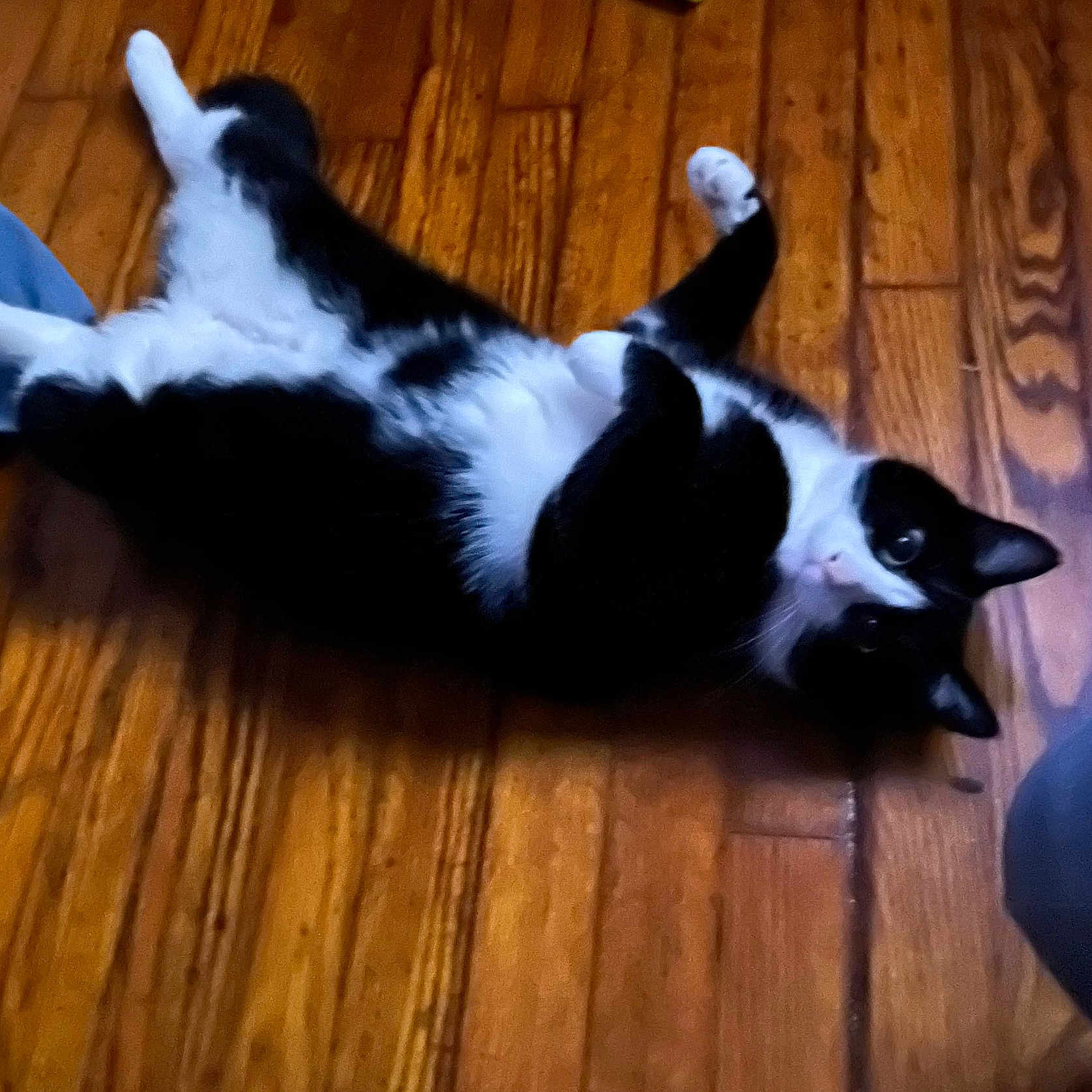 Tuxxy is registered to the contest to win money with this photo: animal, black_and_white, cat, curious, cute, domestic, ears, eyes, flooring, fur, household, indoor, lying_down, mammal, pet, playful, relaxed, resting, whiskers, wooden_floor