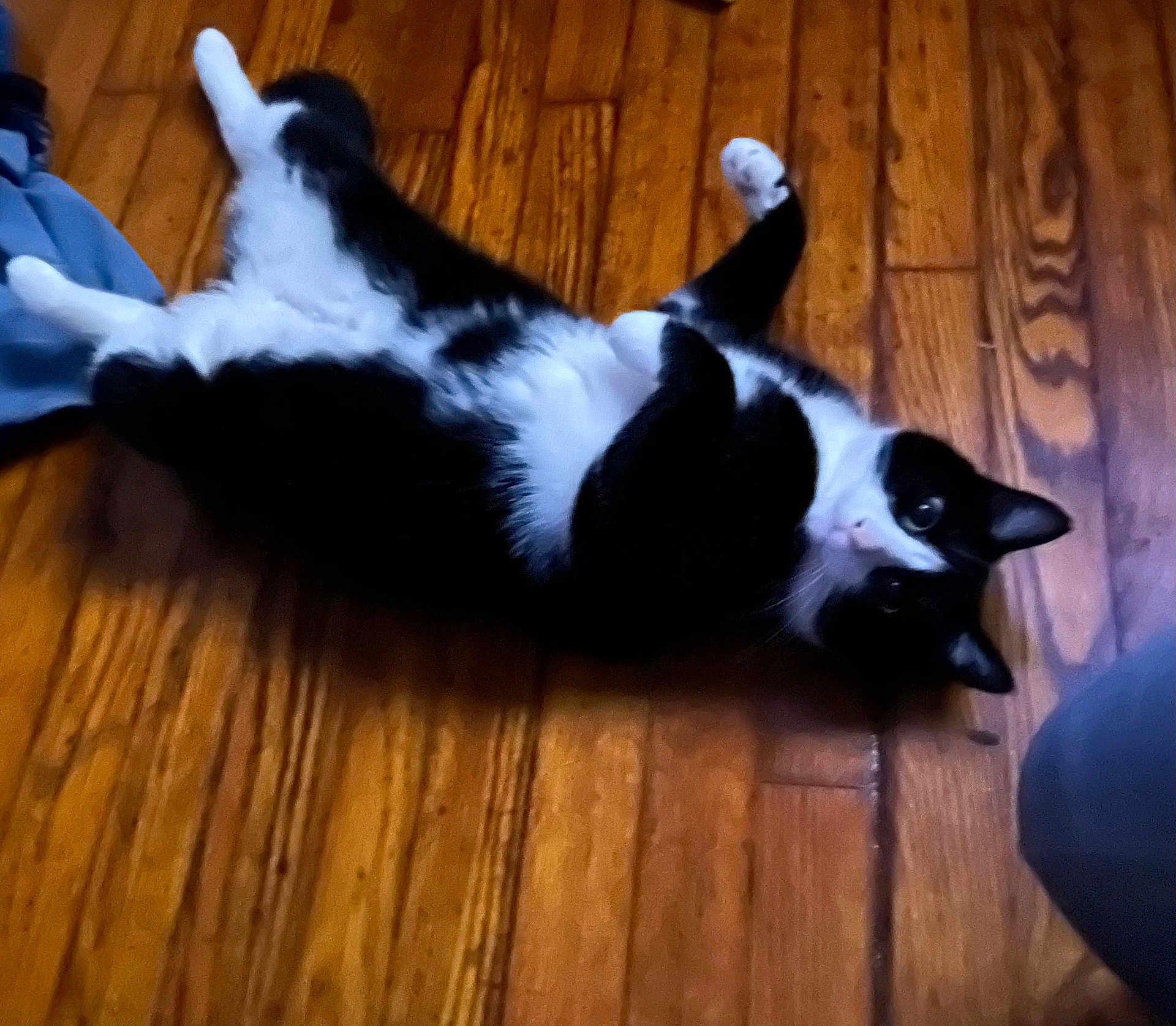 Tuxxy is registered to the contest to win money with this photo: animal, black_and_white, cat, curious, cute, domestic, ears, eyes, flooring, fur, household, indoor, lying_down, mammal, pet, playful, relaxed, resting, whiskers, wooden_floor