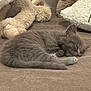 kitten, sleeping, cat, gray_fur, fluffy, plush_toy, blanket, pillow, soft_texture, cozy, indoor, pet, cute, animal, resting, feline, small, peaceful, domestic, nap