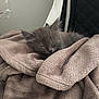 kitten, cat, sleeping, blanket, soft, furry, cozy, indoor, pet, animal, gray, cute, resting, fur, comfort, relaxation, chair, home, small, nap