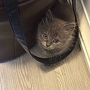 Ryū participe au concours pour gagner de l'argent avec cette photo : kitten, cat, gray, fluffy, pet, animal, floor, wooden_floor, leather_bag, bag_strap, curious, cute, indoor, young, small, feline, whiskers, ears, eyes, domestic