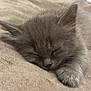 kitten, sleeping, gray, fluffy, paw, closeup, feline, pet, animal, cute, resting, soft, cozy, indoor, young, adorable, fur, peaceful, relaxation, blanket