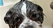 Ollie Lou joined the competition — help win amazing prizes! affenpinscher, animal, bathing, bathtub, bodypart, bulldog, canine, cockerspaniel, dog, hound, indoors, papillon, person, pet, pointer, poodle, puppy, tap, terrier, tub