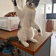 Yakari participe au concours pour gagner de l'argent avec cette photo : cabinet, cat, collar, cup, domestic, door, feline, floor, glassware, indoor, kitchen, light, microwave, paw, pet, tabby, television, white_and_gray, window, wooden_table