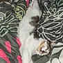 Yakari a rejoint le concours — aidez-le/la à gagner de superbes lots ! cat, sleeping, bed, blanket, patterned, cozy, feline, paw, fur, resting, domestic_animal, indoor, relaxed, cute, whiskers, striped, tabby, comfort, pet, animal