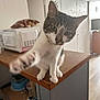 Yakari participe au concours pour gagner de l'argent avec cette photo : cat, tabby, paw, curious, kitchen, countertop, wooden_surface, microwave, indoor, pet, feline, animal, reaching, closeup, white_wall, cabinet, floor, door, household_items, domestic