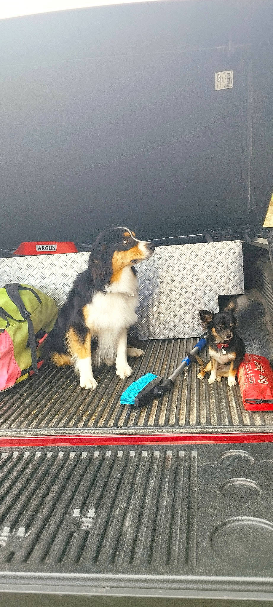 Layka a rejoint le concours — aidez-le/la à gagner de superbes lots ! canidae, carnivore, companion_dog, dog, dog_breed, dog_supply, fur, herding_dog, sporting_group, tail, toy_dog, working_dog