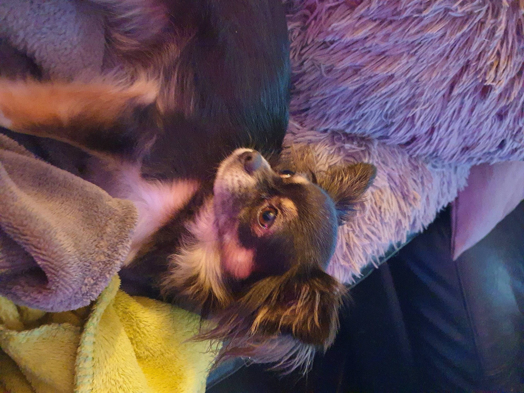 Layka a rejoint le concours — aidez-le/la à gagner de superbes lots ! beard, claw, comfort, companion_dog, dog_breed, fawn, foot, fur, gesture, liver, macaque, natural_material, paw, primate, snout, terrestrial_animal, wildlife, working_animal, wrinkle