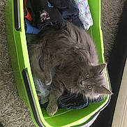 Peluche a rejoint le concours — aidez-le/la à gagner de superbes lots ! black_cat, british_longhair, carnivore, cat, domestic_short_haired_cat, felidae, fur, grass, small_to_medium_sized_cats, tail, terrestrial_animal, whiskers