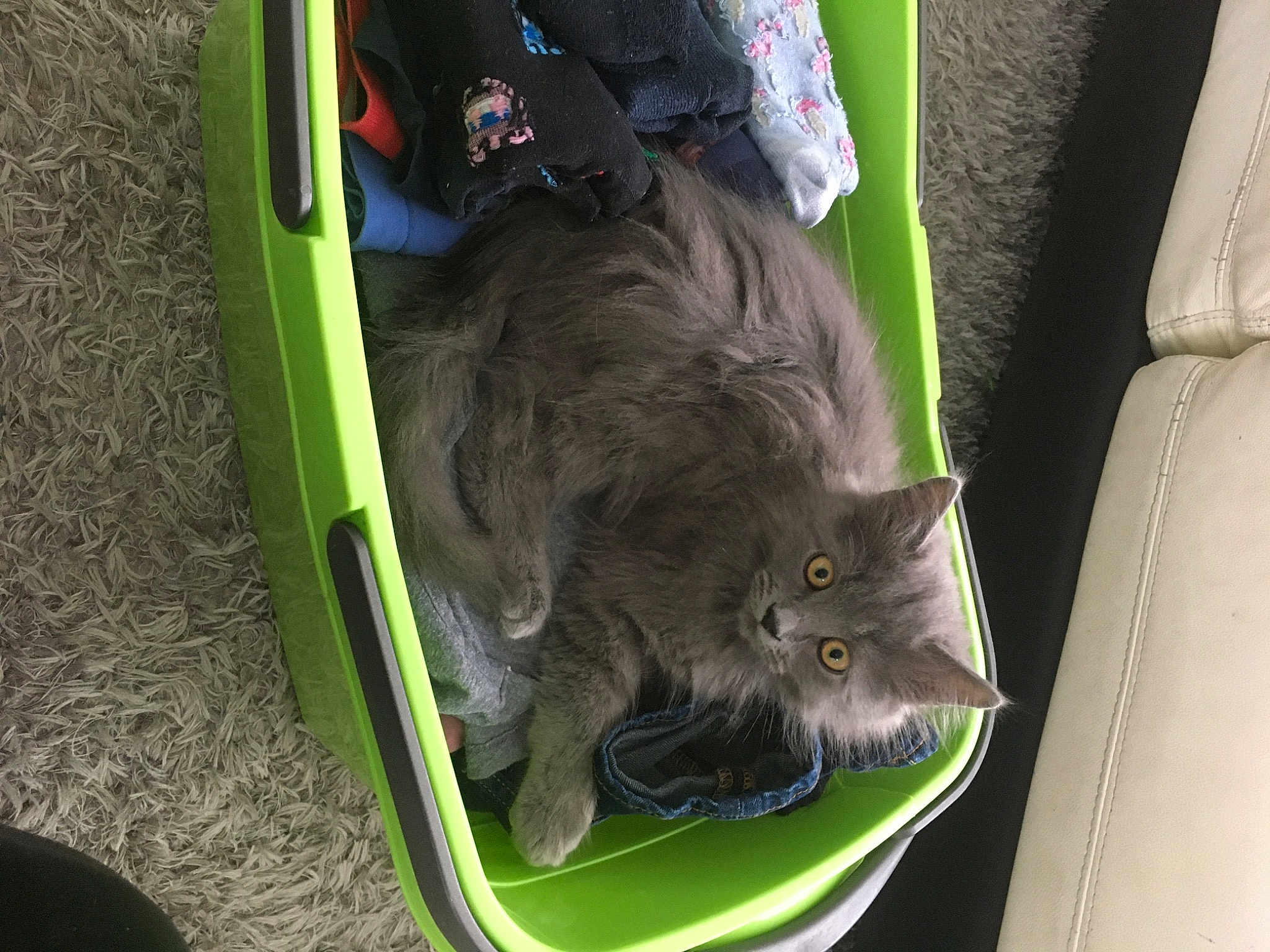 Peluche a rejoint le concours — aidez-le/la à gagner de superbes lots ! black_cat, british_longhair, carnivore, cat, domestic_short_haired_cat, felidae, fur, grass, small_to_medium_sized_cats, tail, terrestrial_animal, whiskers