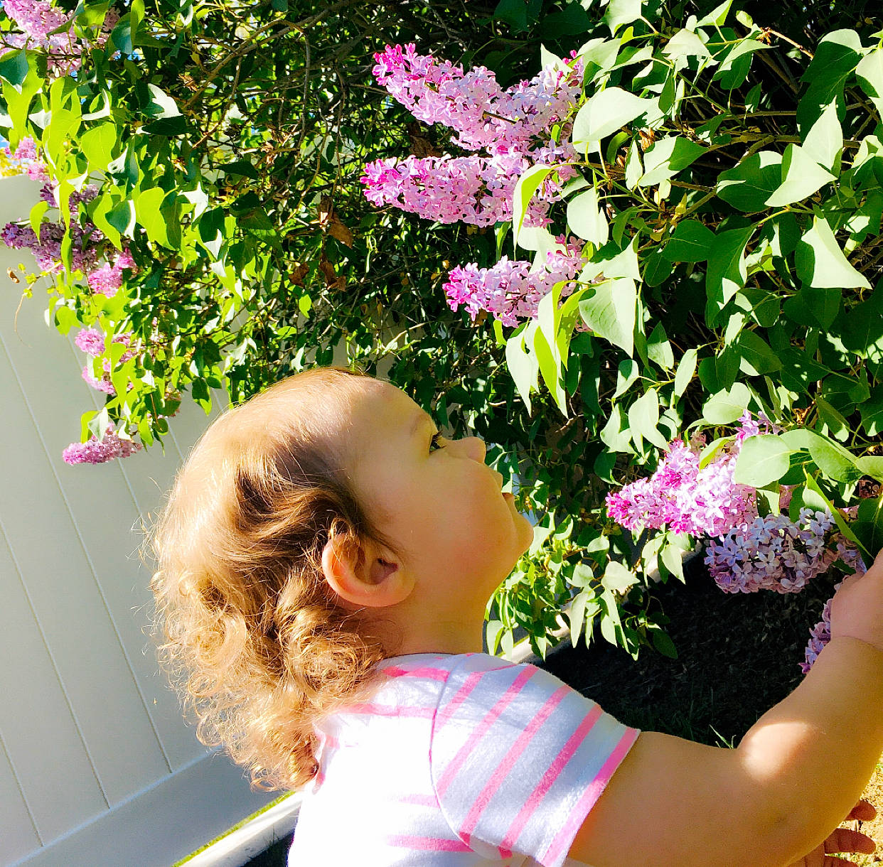 Briella is registered to the contest to win money with this photo: beauty, botany, branch, child, flower, green, hand, headgear, leaf, lilac, person, petal, photography, pink, plant, shrub, spring, summer, toddler, tree