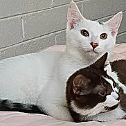 Hemera is registered to the contest to win money with this photo: cat, cats, feline, pet, indoor, cozy, snuggling, white_cat, tuxedo_cat, bed, blanket, resting, cute, mammal, animal, fur, ears, whiskers, nose, eyes