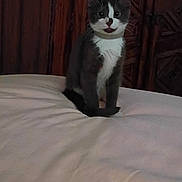 Hemera joined the competition — help win amazing prizes! kitten, cat, pet, collar, bed, bedspread, white, gray, feline, indoor, wooden_furniture, carved_wood, curious, sitting, animal, domestic, cute, fur, eyes, whiskers