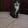 kitten, cat, pet, collar, bed, bedspread, white, gray, feline, indoor, wooden_furniture, carved_wood, curious, sitting, animal, domestic, cute, fur, eyes, whiskers