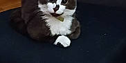 Hemera is registered to the contest to win money with this photo: cat, tuxedo_cat, indoor, chair, feline, pet, animal, curious, sitting, black_and_white, whiskers, paws, fur, domestic_cat, cute, resting, closeup, eyes, portrait, cozy