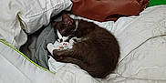 Hemera is registered to the contest to win money with this photo: kitten, cat, sleeping, bed, blanket, pillow, leather_bag, notebook, indoor, cozy, white, black_and_white, resting, cute, small, fur, domestic_animal, pet, nap, soft